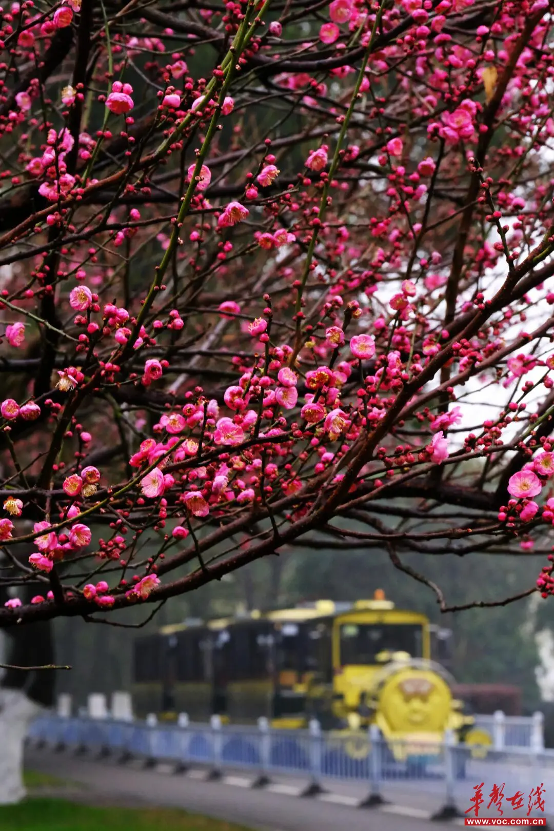 湖南的梅花，开成了这样！去这5处赏梅正好