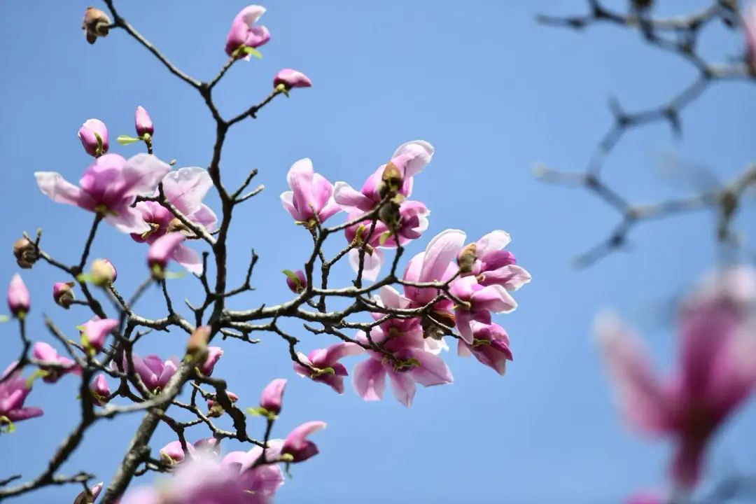绵阳春日赏花地图收好！共赴一场浪漫之约~