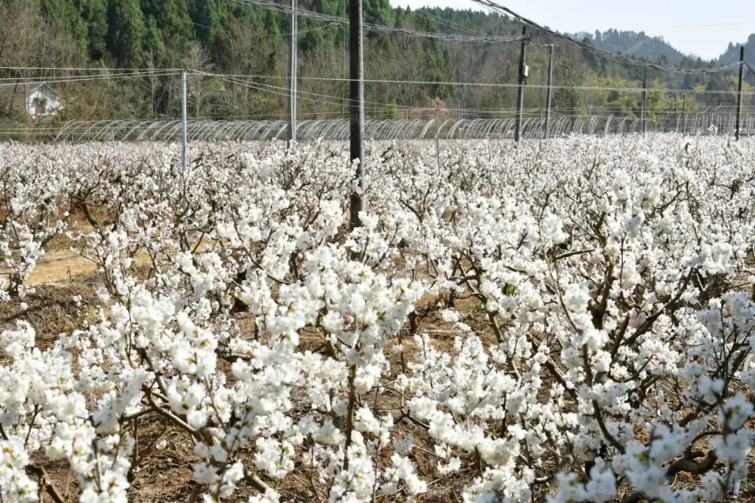 绵阳春游踏青的地方_绵阳日落图片_