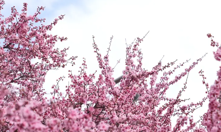绵阳春游踏青的地方__绵阳日落图片