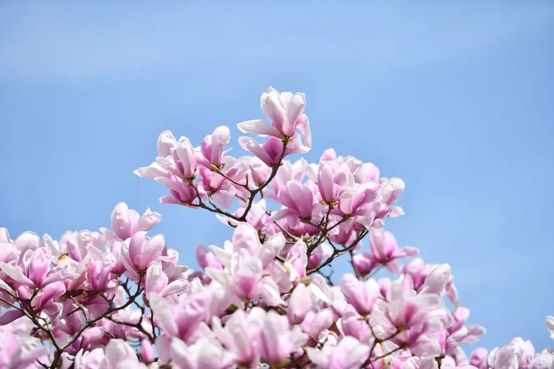 _绵阳春游踏青的地方_绵阳日落图片