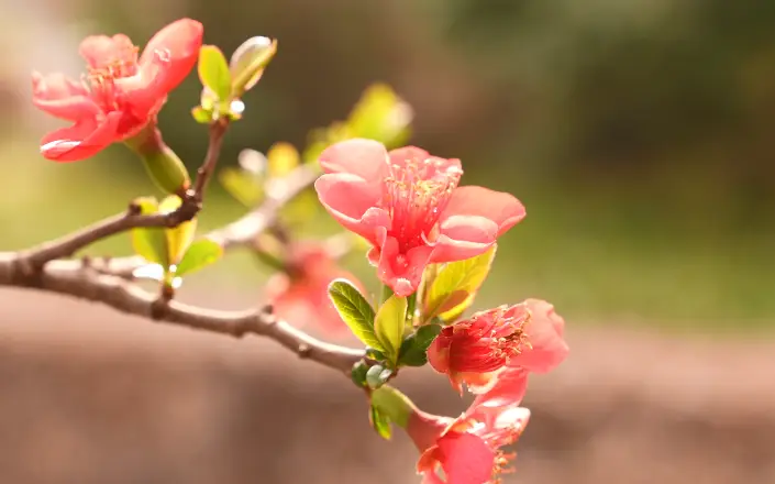 绵阳春游踏青的地方_绵阳日落图片_