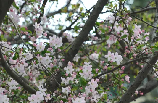 绵阳春游踏青的地方_绵阳日落图片_