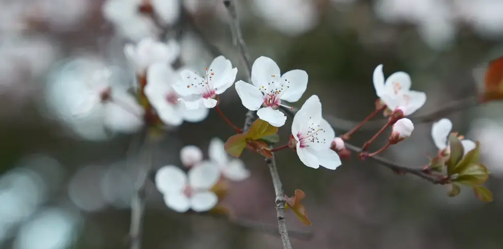 _绵阳日落图片_绵阳春游踏青的地方
