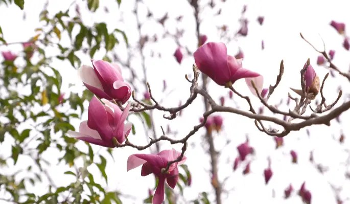 _绵阳春游踏青的地方_绵阳日落图片