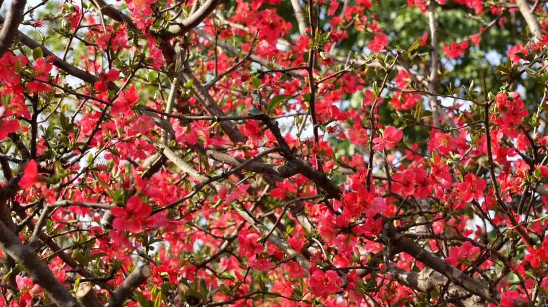 _绵阳春游踏青的地方_绵阳日落图片
