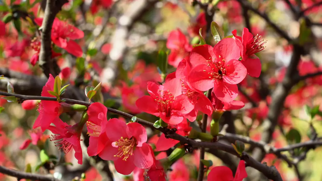 _绵阳春游踏青的地方_绵阳日落图片