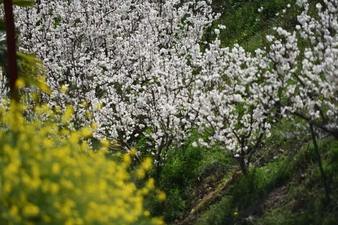 _绵阳春游踏青的地方_绵阳日落图片