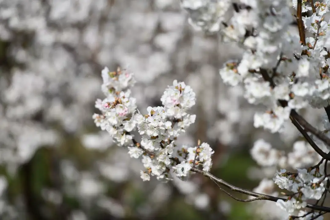 绵阳春游踏青的地方__绵阳日落图片