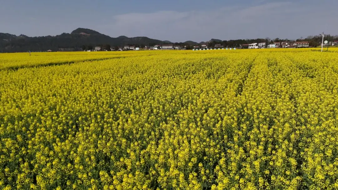 绵阳春游踏青的地方_绵阳日落图片_