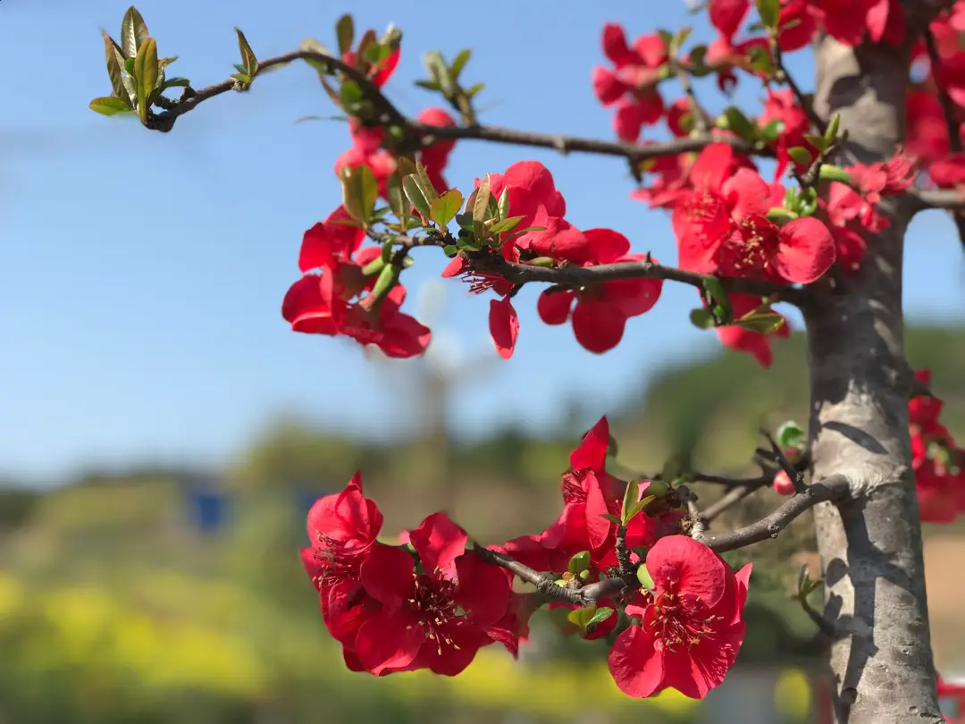 _绵阳春游踏青的地方_绵阳日落图片