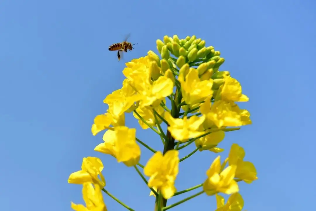 绵阳日落图片_绵阳春游踏青的地方_