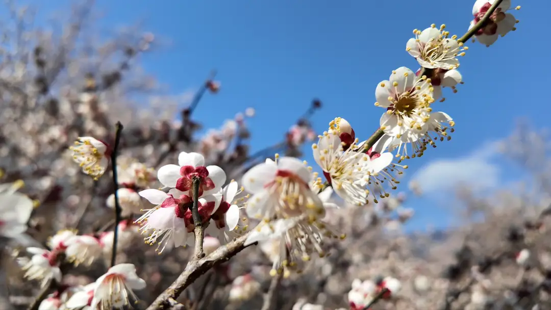 _绵阳春游踏青的地方_绵阳日落图片