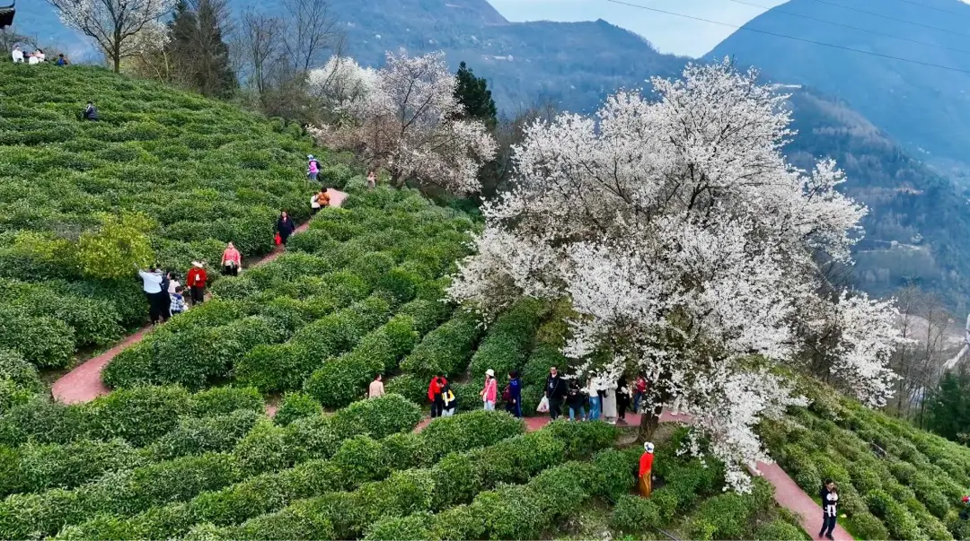 绵阳春游踏青的地方_绵阳日落图片_