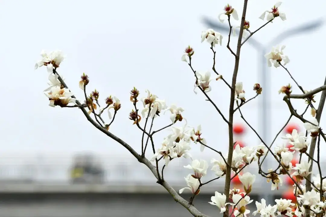 _绵阳日落图片_绵阳春游踏青的地方
