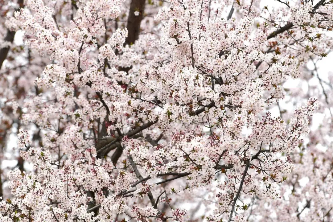 _绵阳春游踏青的地方_绵阳日落图片