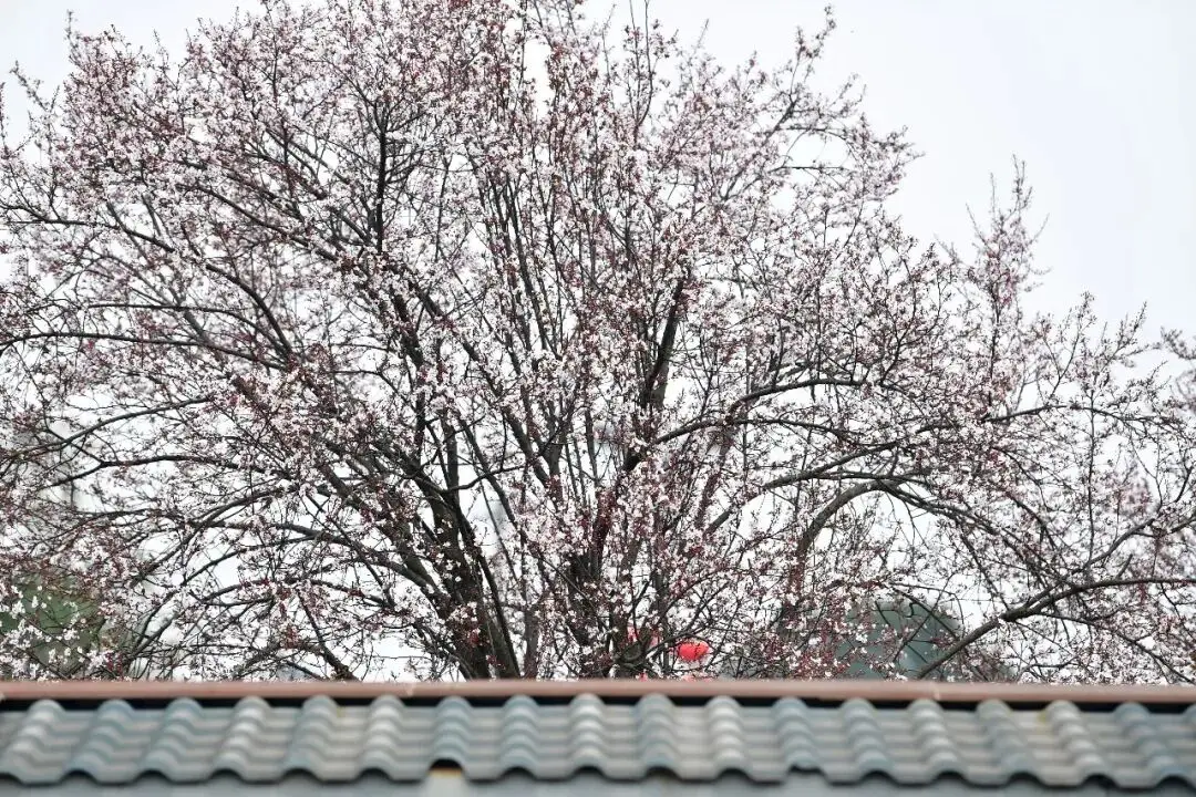 _绵阳春游踏青的地方_绵阳日落图片
