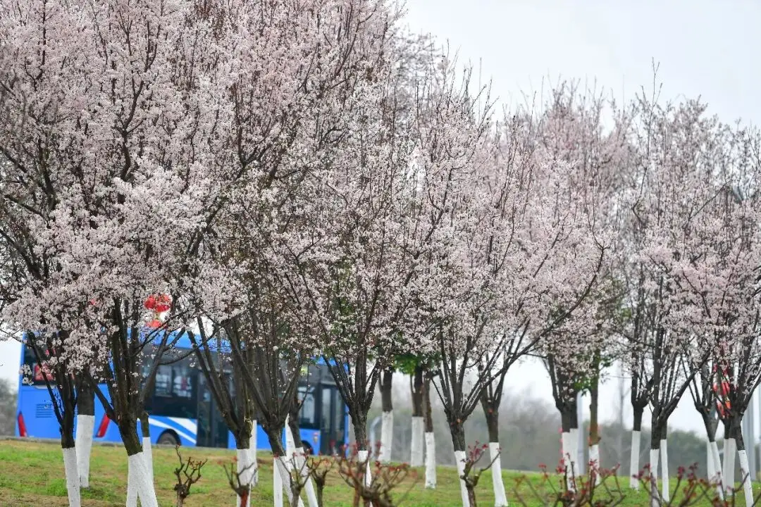 _绵阳春游踏青的地方_绵阳日落图片