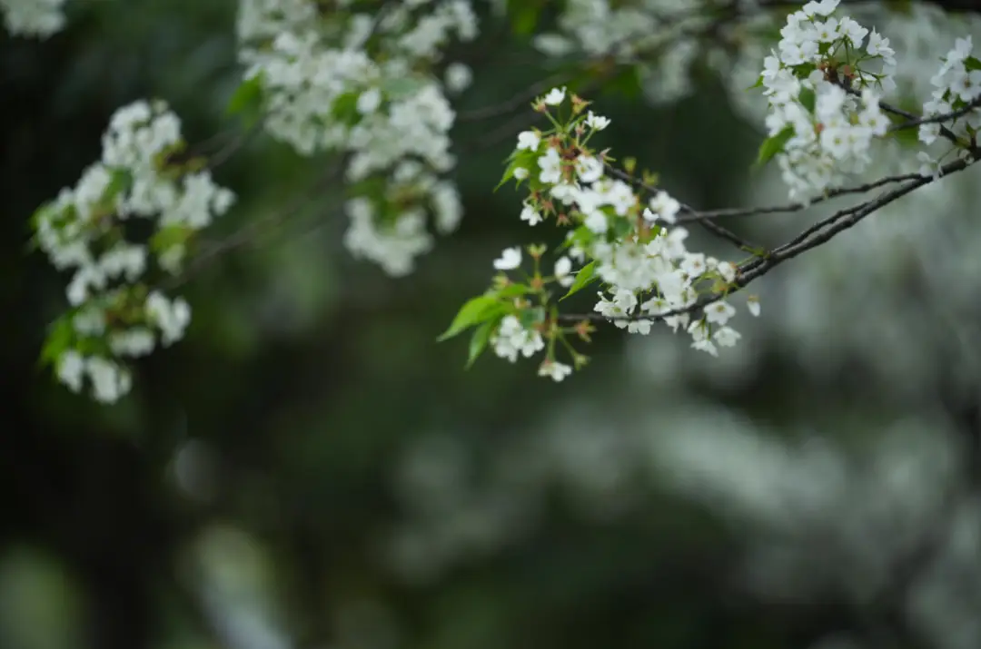 绵阳春游踏青的地方__绵阳日落图片
