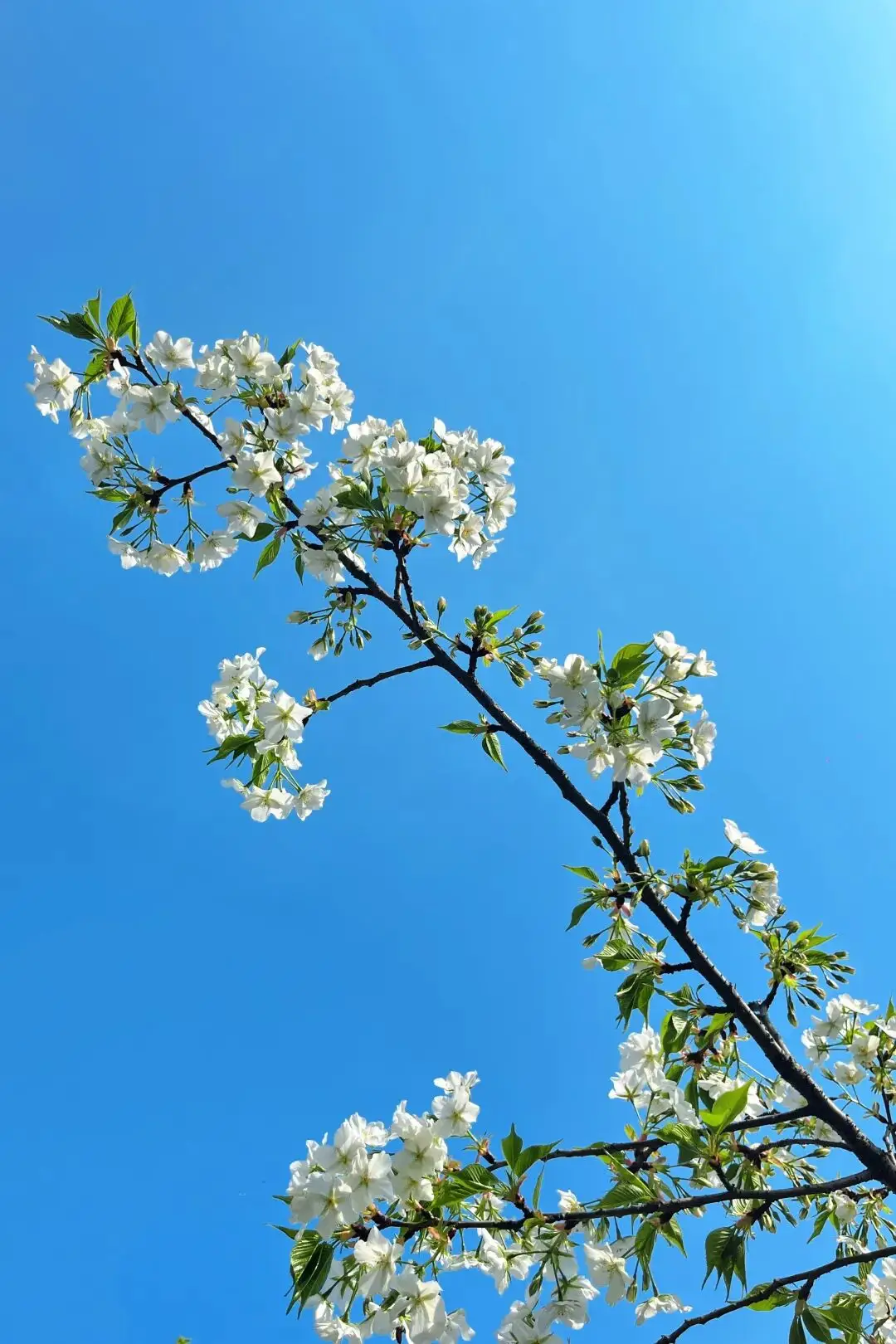 绵阳日落图片__绵阳春游踏青的地方