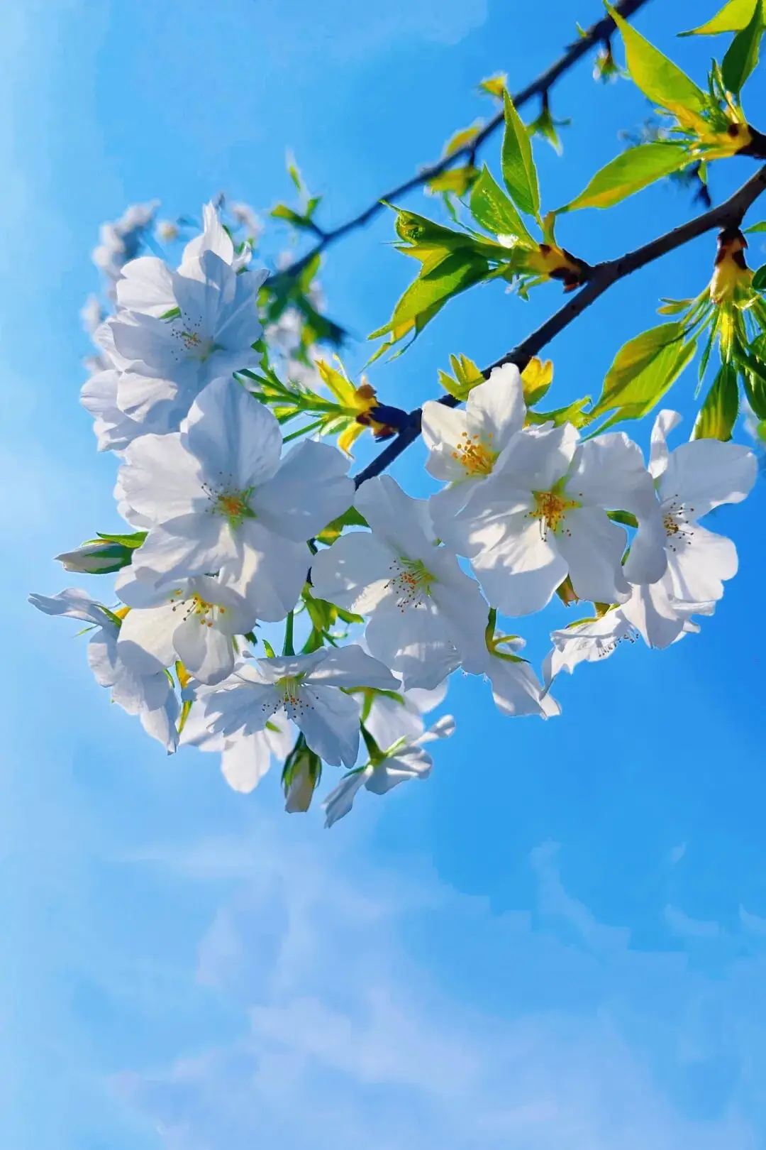 _绵阳日落图片_绵阳春游踏青的地方