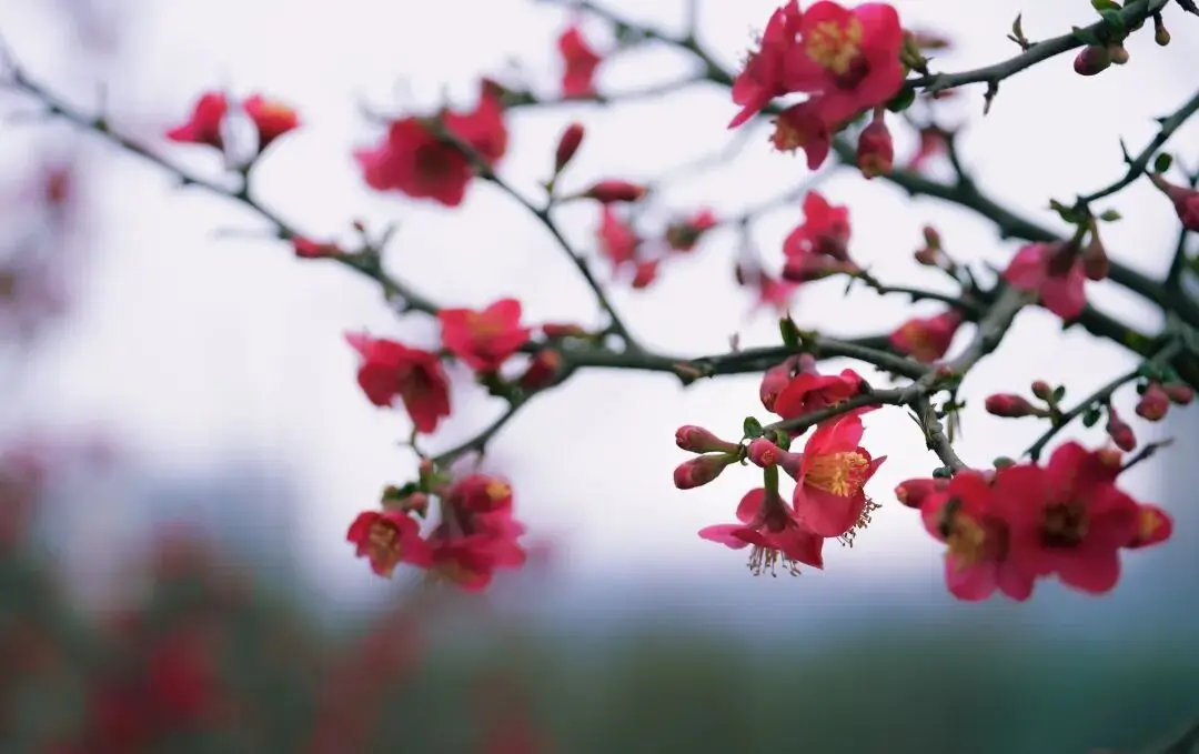 _绵阳春游踏青的地方_绵阳日落图片