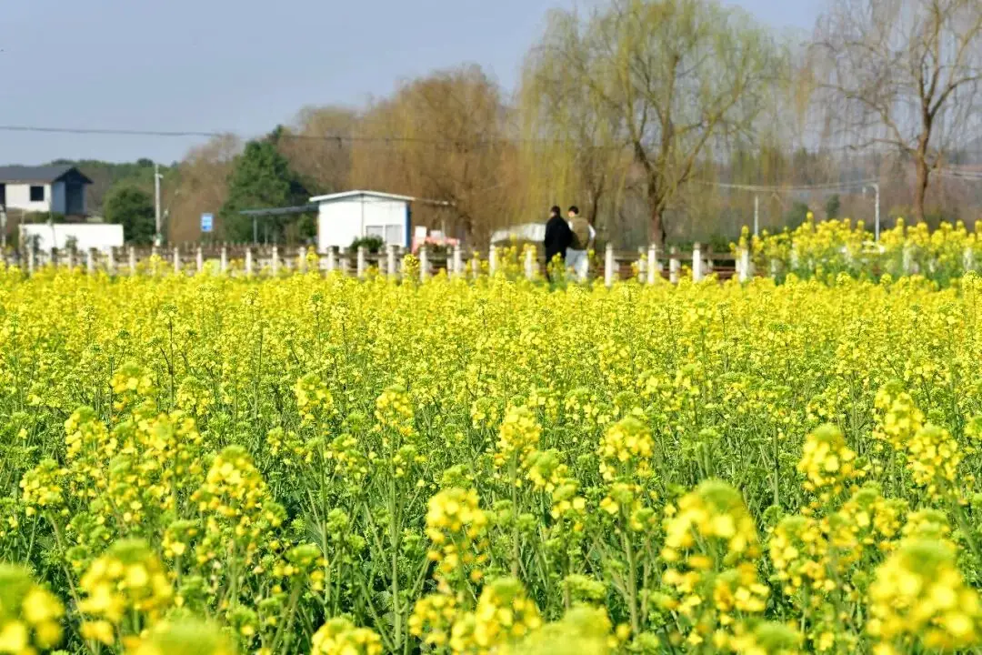 绵阳日落图片_绵阳春游踏青的地方_