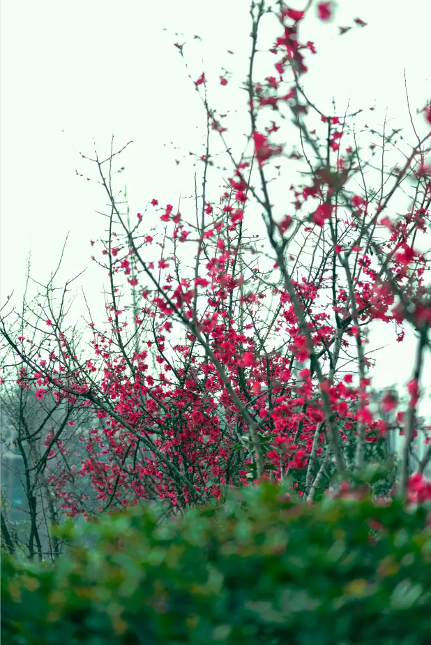 绵阳春游踏青的地方_绵阳日落图片_