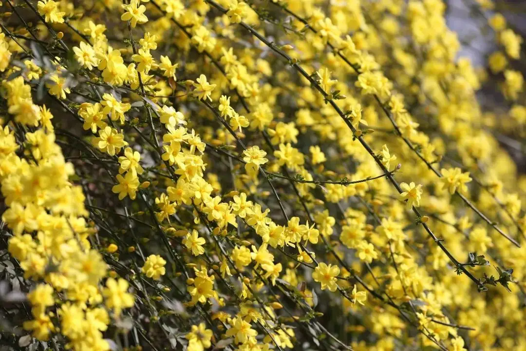 _绵阳春游踏青的地方_绵阳日落图片