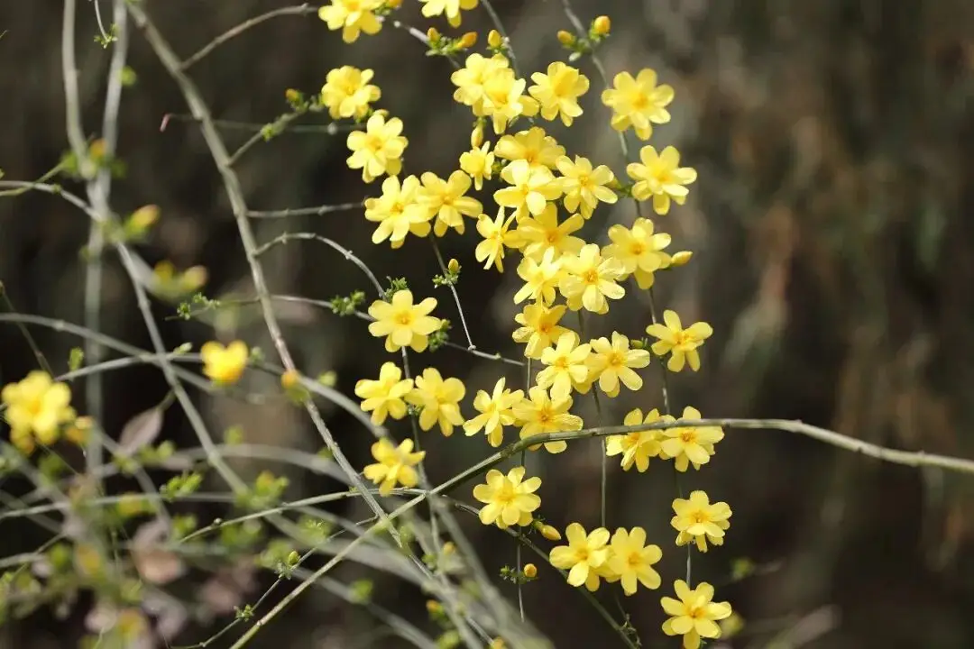 _绵阳春游踏青的地方_绵阳日落图片