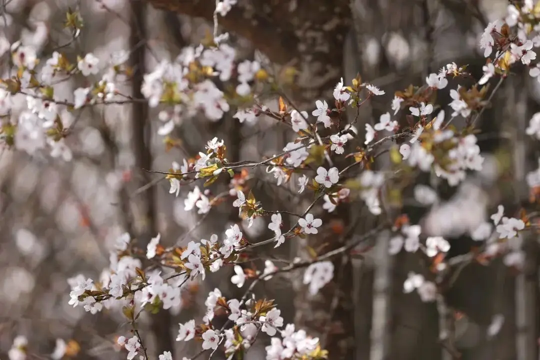 _绵阳日落图片_绵阳春游踏青的地方