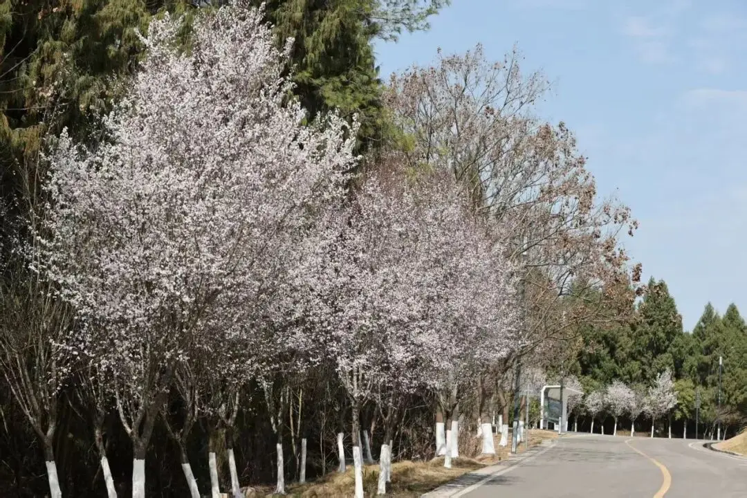 _绵阳春游踏青的地方_绵阳日落图片