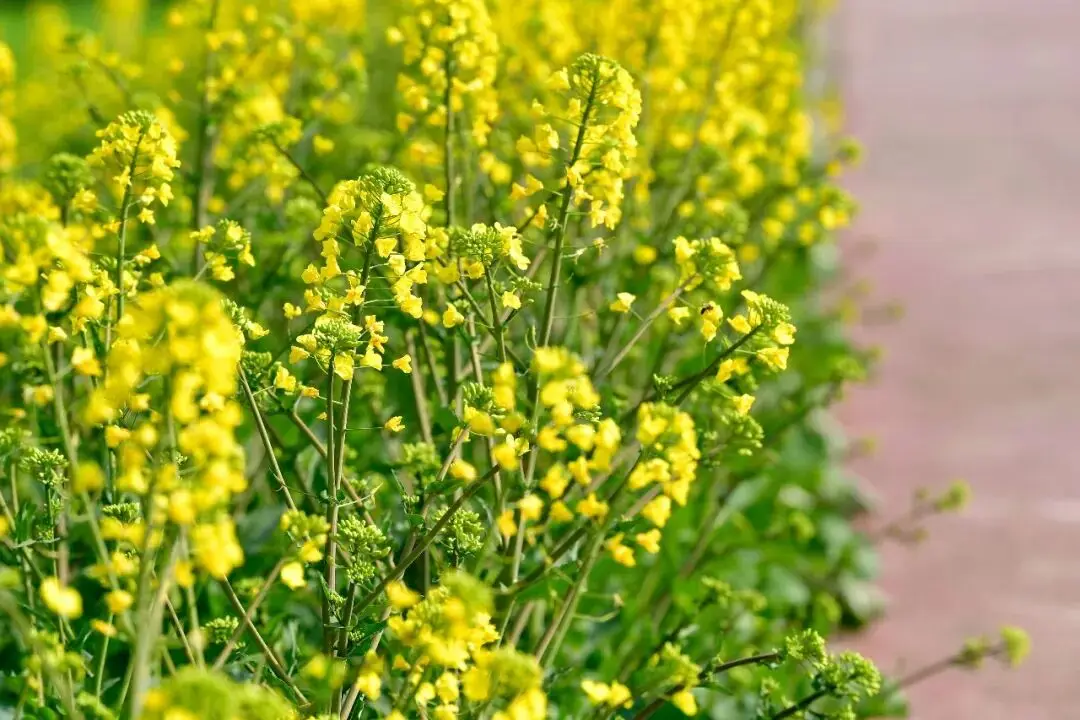 _绵阳日落图片_绵阳春游踏青的地方