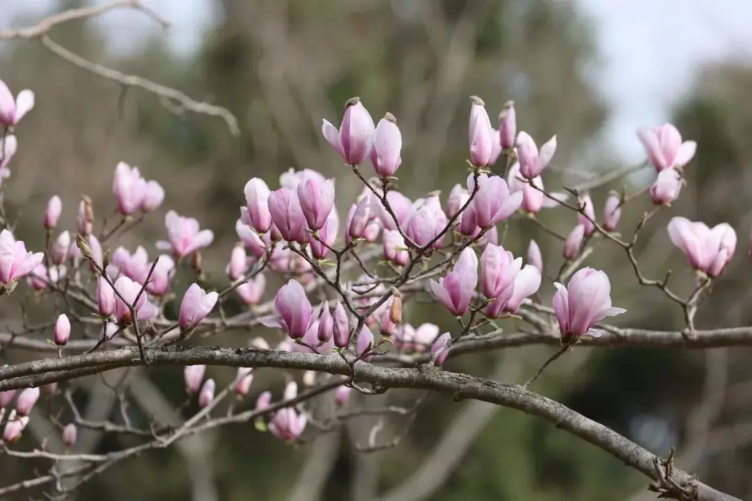 绵阳春游踏青的地方_绵阳日落图片_