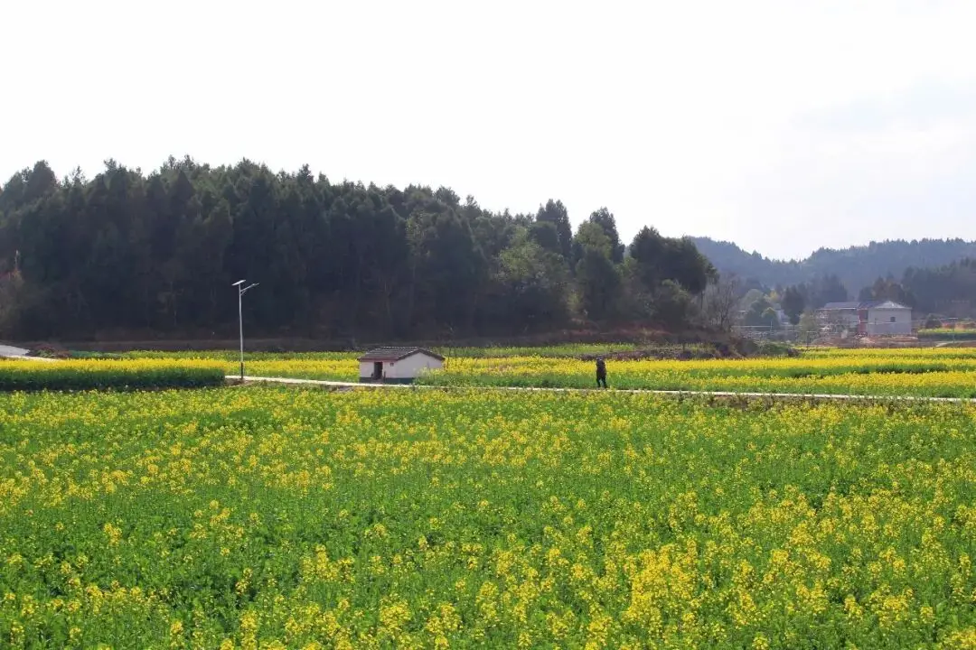 绵阳日落图片_绵阳春游踏青的地方_