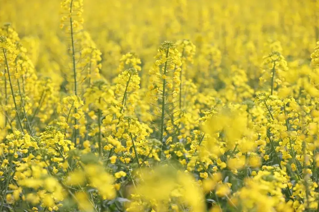 绵阳春游踏青的地方_绵阳日落图片_