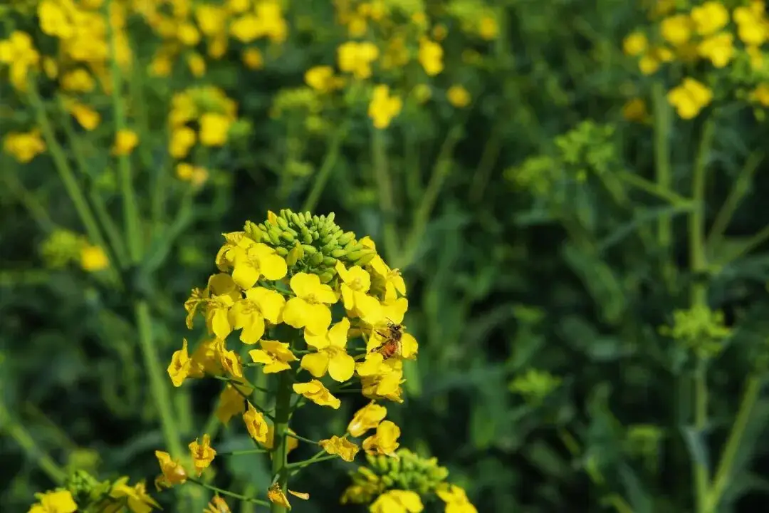 _绵阳春游踏青的地方_绵阳日落图片