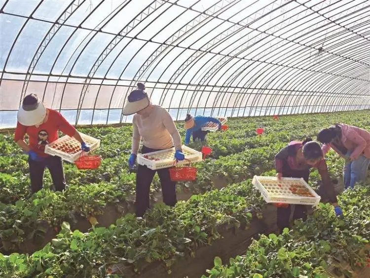 陕西草莓的“国际旅行”