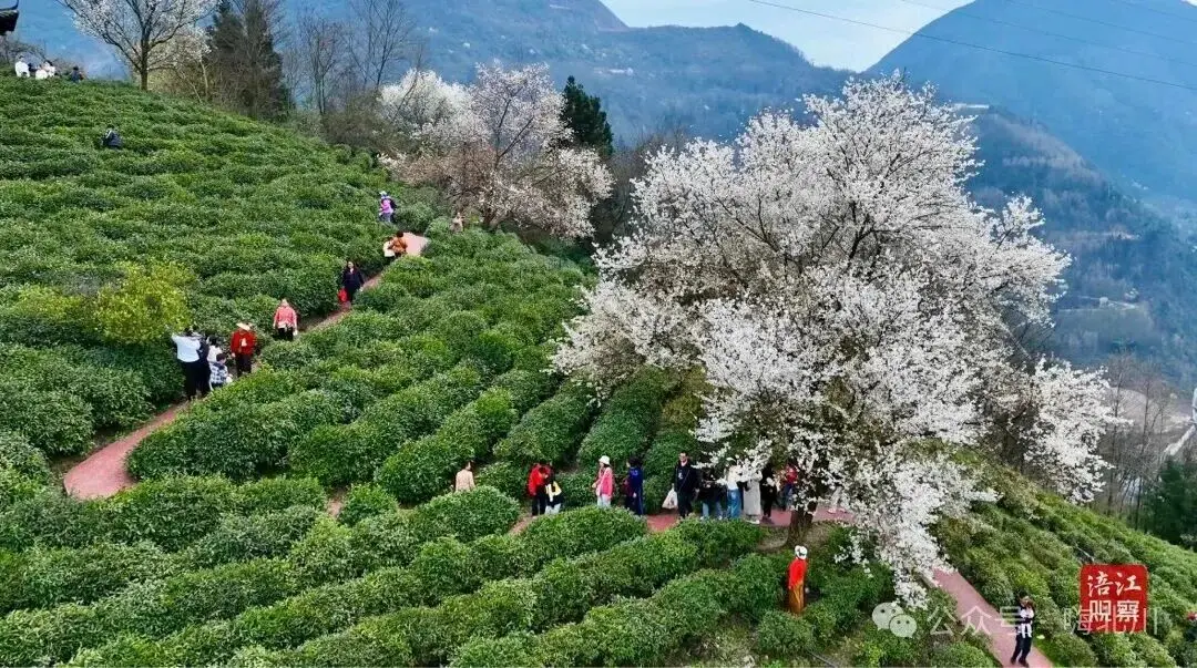 茶樱共生!北川这片 “粉色茶海”,藏着最治愈的春天