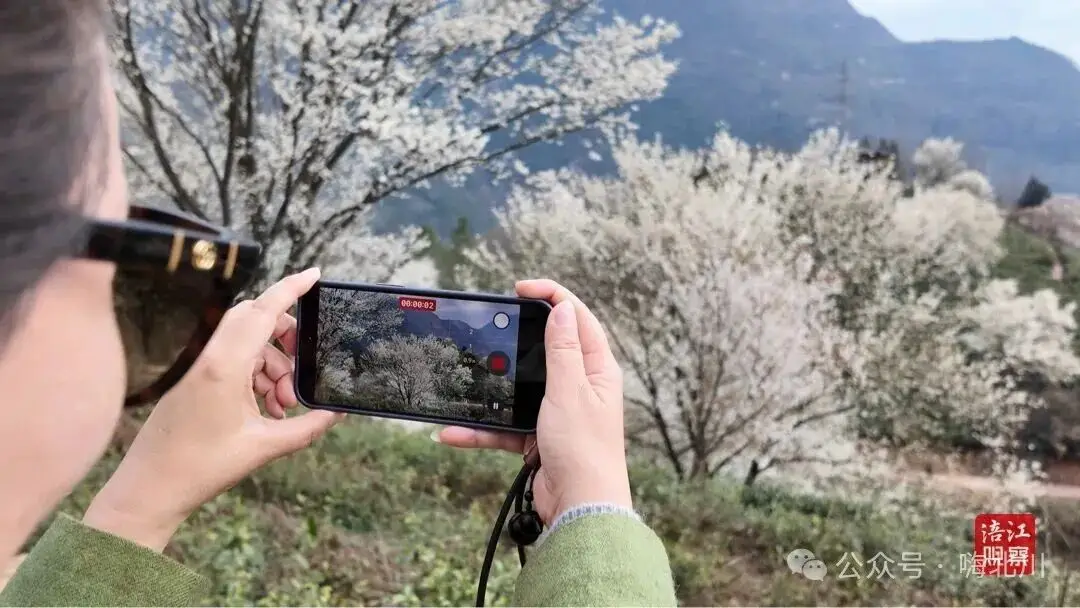 茶樱共生！北川这片 “粉色茶海”，藏着最治愈的春天__茶樱共生！北川这片 “粉色茶海”，藏着最治愈的春天