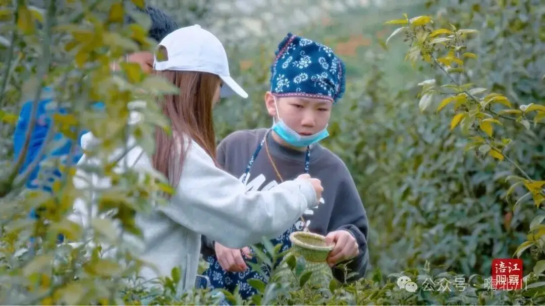 茶樱共生！北川这片 “粉色茶海”，藏着最治愈的春天__茶樱共生！北川这片 “粉色茶海”，藏着最治愈的春天