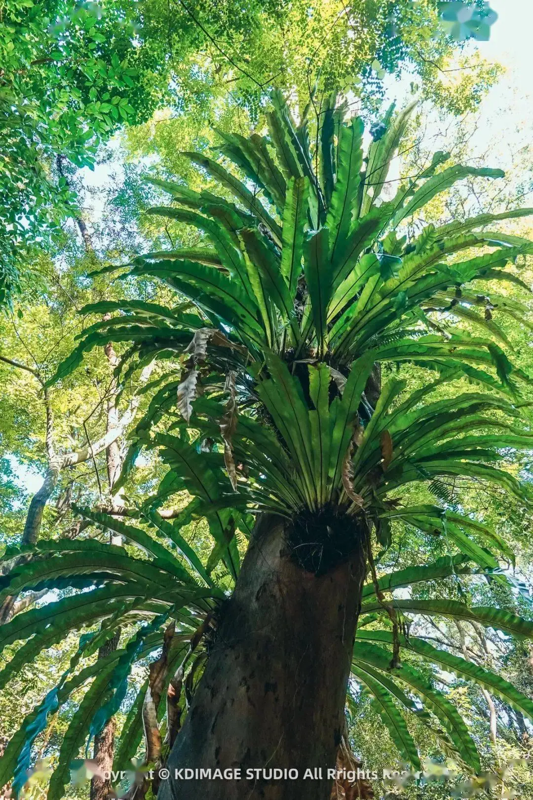 植物园深圳__深圳植物园寺庙