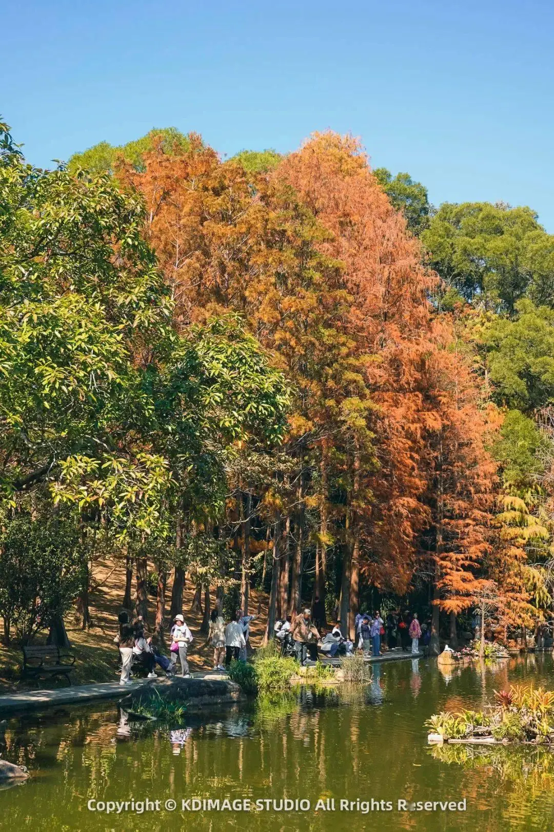 植物园深圳_深圳植物园寺庙_