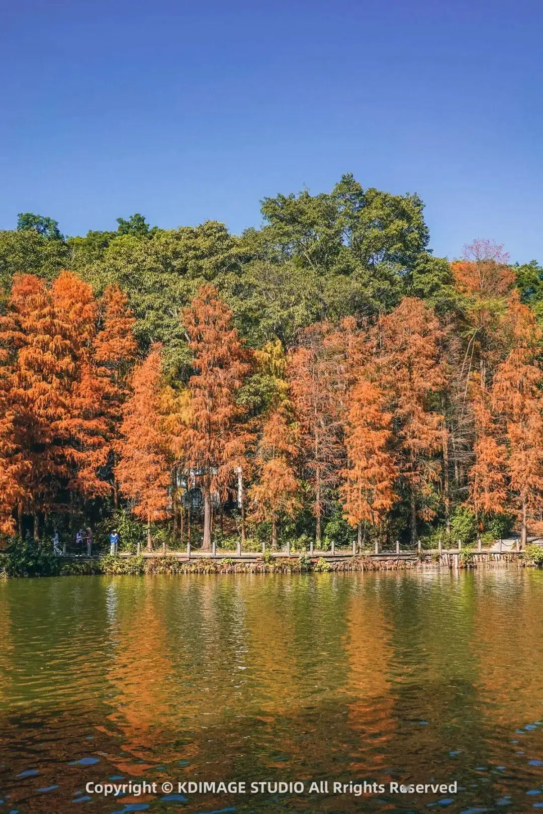 _深圳植物园寺庙_植物园深圳