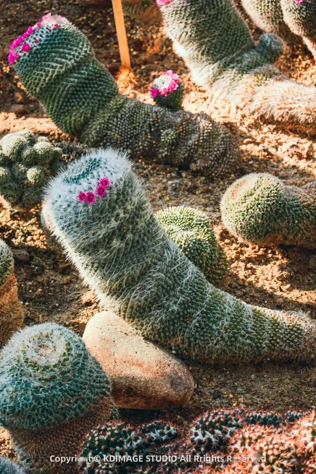 _深圳植物园寺庙_植物园深圳