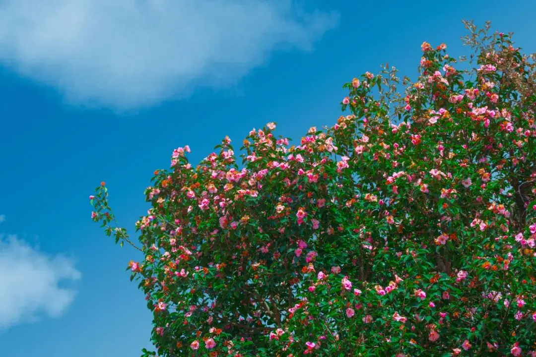 悠然山村河森_悠然山村何森_
