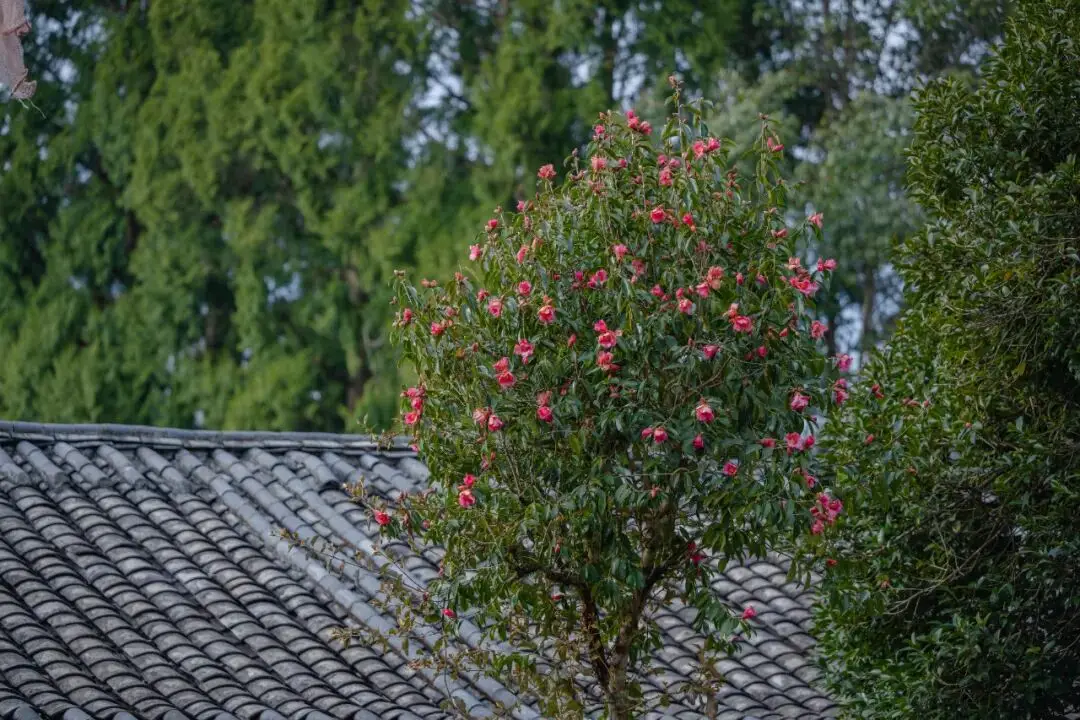 _悠然山村河森_悠然山村何森