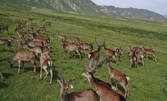 _张掖乡村特色美食_张掖甘州特色美食图片