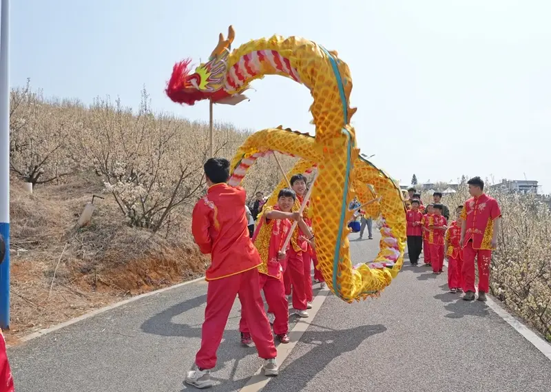 贵州纳雍：民族巡游“迎春神” 樱桃花下春意浓