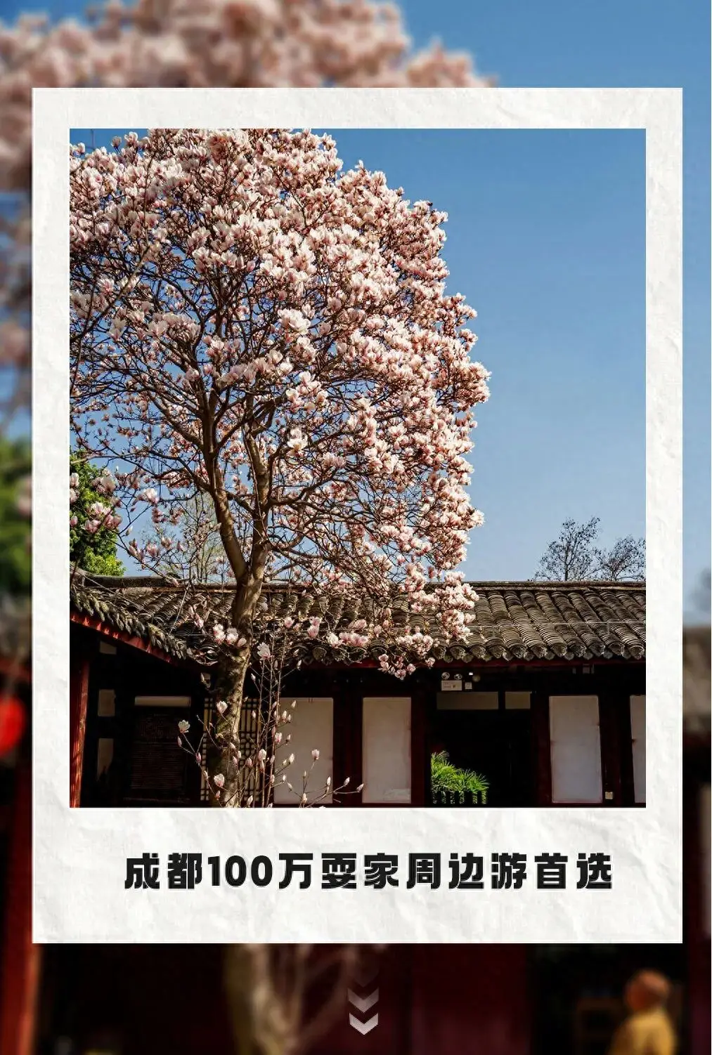 小众!免费!成都周边12个宝藏赏花地,顶流花田小众秘境,油菜花梅花玉兰全搞定!